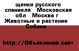 щенки русского спаниеля - Московская обл., Москва г. Животные и растения » Собаки   